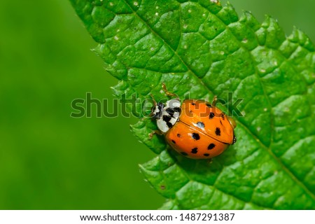 Asian Lady Beetle crawling on a green leaf. Also known as a Harlequin Ladybird and Multicolored Asian Beetle.  Taylor Creek Park, Toronto, Ontario, Canada.