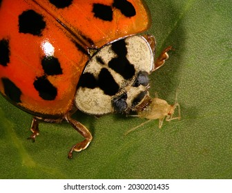 Asian Lady Beetle, Harmonia Axyridis Eating Cannabis Aphid, Phorodon Cannabis On Cannabis Leaf