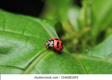 Asian Lady Beetle Or Ladybird Lady Bug Is Quietly Catching On The Stalk And Leaves.	