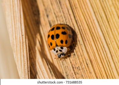 Asian Lady Beetle On A Corn Husk.