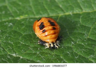 Asian Lady Beetle Pupa Macro