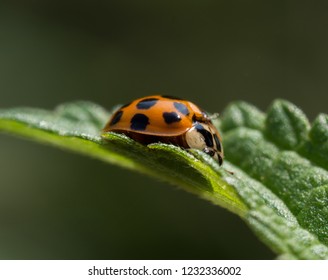 Asian lady bug