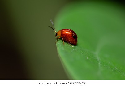 Asian Lady Bug Or Beetle Red On A Leaf