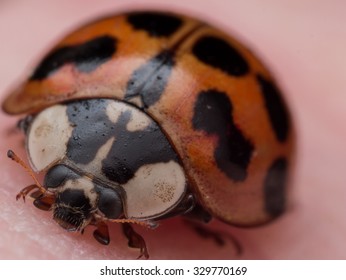 Asian Lady Bug Close Up View On Skin