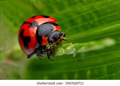 Asian Lady Bug Crawling Up A Blade Of Grass