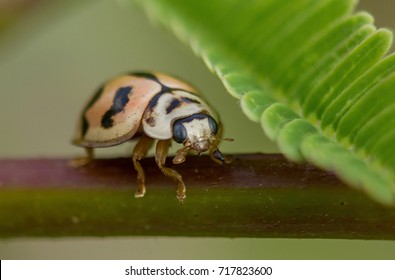 Asian Lady Bug Insect Sitting On A Leaf In Early Morning In Monsoon Season. 