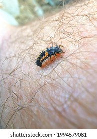 Asian Lady Bug Larva In Garden