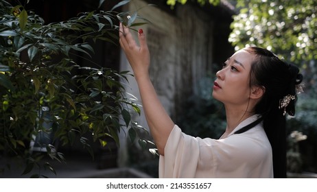 An Asian lady in Chinese vintage dress and with vintage hairstyle touching a green branch in an ancient yard in a sunny spring day. Ancient lifestyle. 