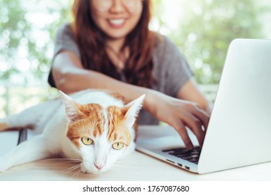 Asian Lady Working On Laptop And A Cat On The Desk With Natural Background