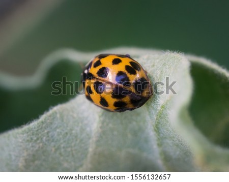 Similar – Image, Stock Photo Asian ladybug sitting on a bunch of snowberries/bunching peas