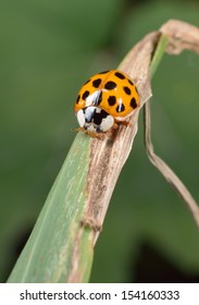 Asian Ladybird, Harmonia Axyridis