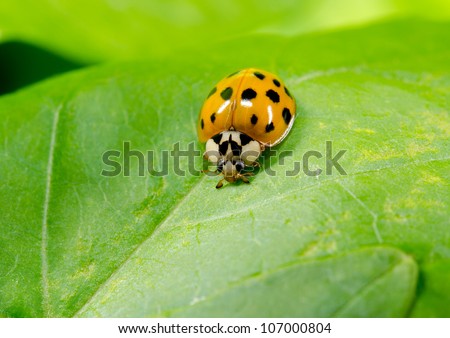 asian ladybird portrait, lightly colored variant