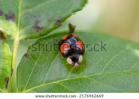 The Asian Ladybug. Harmonia axyridis, also 