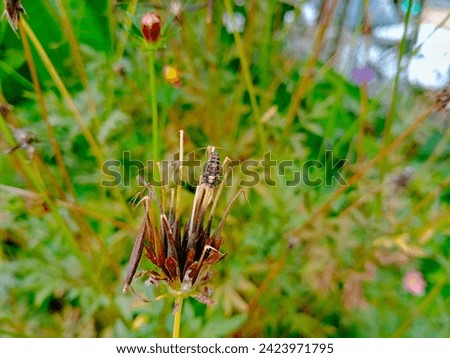 Asian ladybug larva on a dry flower 