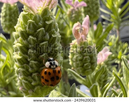 Asian ladybug on a green lavender blossom