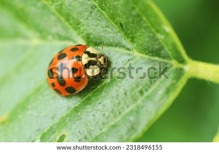 Asian ladybug on a green leaf of a tree sideways