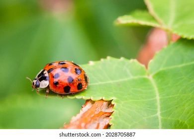 An Asian ladybug on a large green leaf