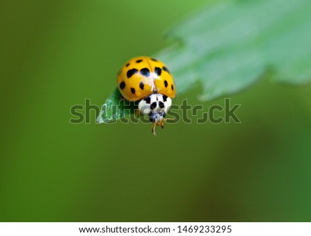 Asian ladybug sits on a green leaf