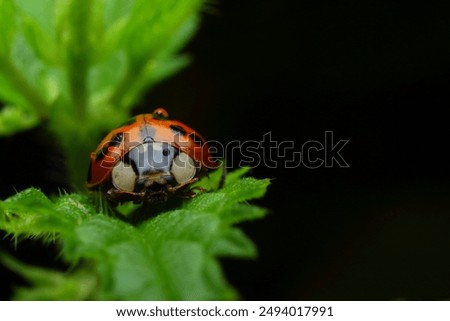 Similar – Image, Stock Photo Asian ladybug sitting on a bunch of snowberries/bunching peas