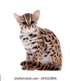 The Asian Leopard Cat On White