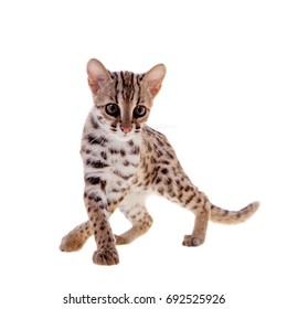 The Asian Leopard Cat On White