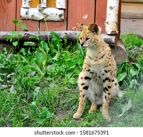 Asian Leopard Cat(Felis Bengalensis).Sitting On The Grass