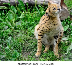 Asian Leopard Cat(Felis Bengalensis).Sitting On The Grass