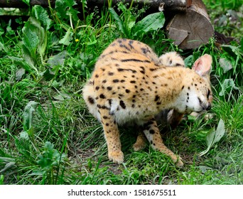 Asian Leopard Cat(Felis Bengalensis).Sitting On The Grass