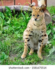 Asian Leopard Cat(Felis Bengalensis).Sitting On The Grass