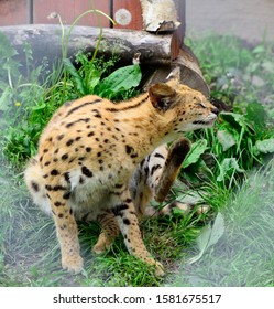 Asian Leopard Cat(Felis Bengalensis).Sitting On The Grass