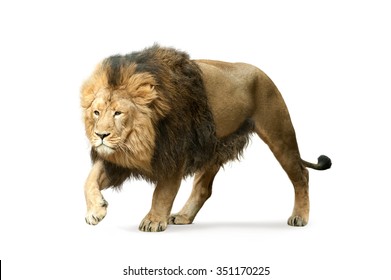Asian Lion Isolated On White