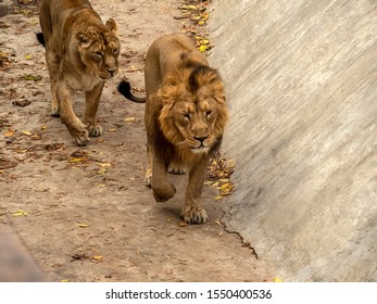 An Asian Lion And A Lioness Walk Along The Bottom Of A Moat In A Zoo In Autumn Leaves.