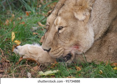 Asian Lion: Panthera Leo Persica