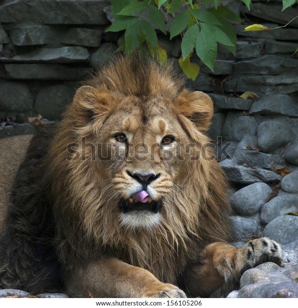 Asian Lion Pink Tongue On Rocky Stock Photo (Edit Now