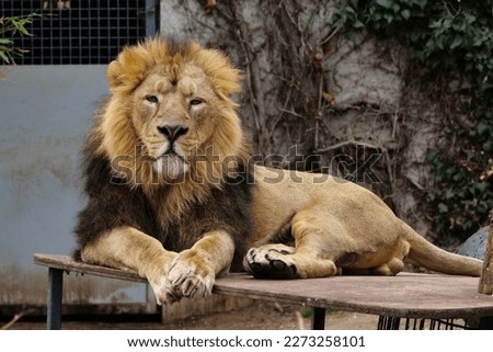Asian Lion at Wilhelma Zoo in Germany 