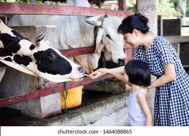 Asian Little Chinese Girl And Mother Feeding A Cow With Carrot In The Outdoor Farm