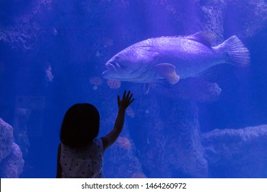 Asian Little Chinese Girl watching fishes in the aquarium
