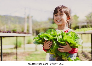 Asian little girl is holding fresh hydroponics vegetable in the farm and she is smiling with happy moment, concept of healthy food, organics, gardening and kid learning activity. - Powered by Shutterstock