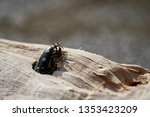  Asian longhorn beetle (Anoplophora glabripennis) in the wood of a maple tree                              