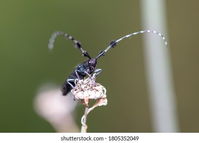 Asian Longhorn Beetle Close Up Selective Focus Image