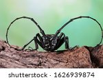 Asian Longhorn beetle closeup face on branch, Asian longhorn beetle closeup, closeup face insect