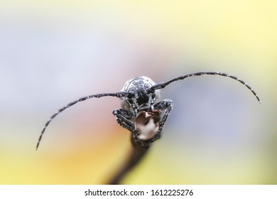 Asian Longhorn Beetle In The Tree