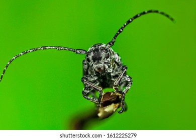 Asian Longhorn Beetle In The Tree