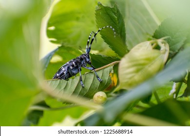 Asian Longhorned Beetle