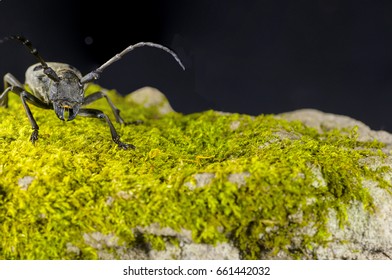 Asian Longhorned Beetle