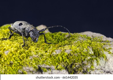 Asian Longhorned Beetle