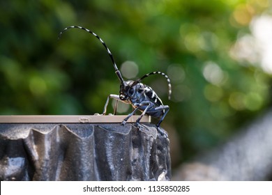 Asian Longhorned Beetle, Anoplophora Glabripennis, Japan.