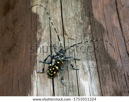 The Asian long-horned beetle (Anoplophora glabripennis), also known as the starry sky, sky beetle, or ALB, is native to eastern China, and Korea. 