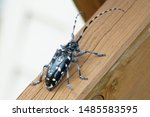 Asian long-horned beetle (Anoplophora malasiaca)