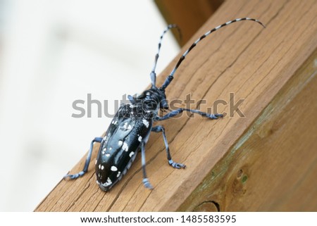 Asian long-horned beetle (Anoplophora malasiaca)